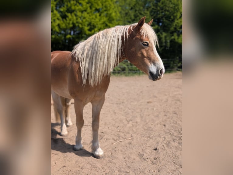 Haflinger Wallach 8 Jahre 155 cm in Bad Segeberg