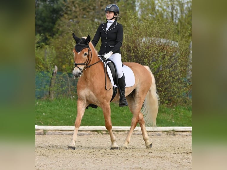 Haflinger Wallach 8 Jahre 155 cm Palomino in Brno