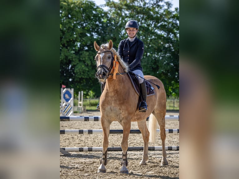 Haflinger Wallach 8 Jahre 156 cm  in Altenstadt