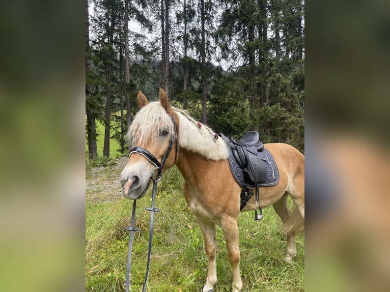 Haflinger Wallach 8 Jahre 156 cm Fuchs in Galt&#xFC;r