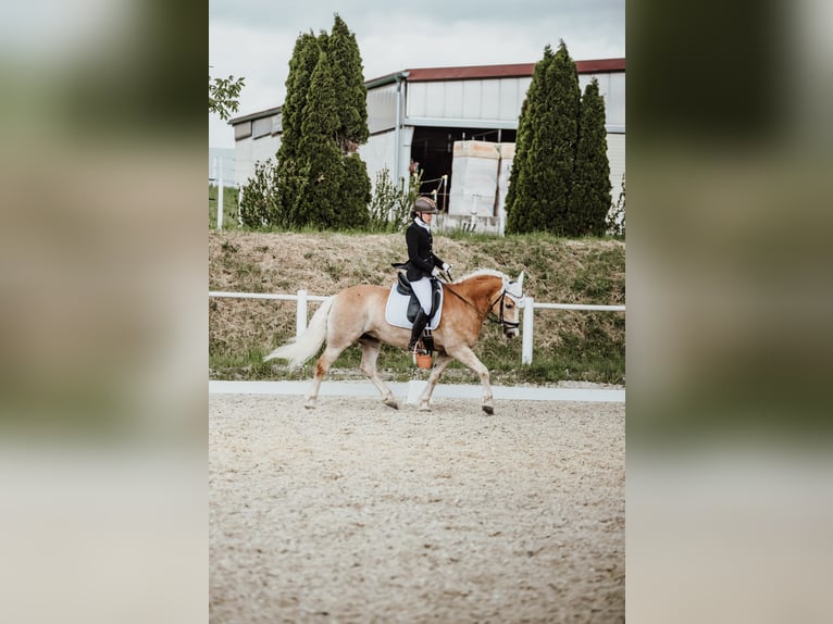 Haflinger Wallach 8 Jahre 158 cm  in Stockerau