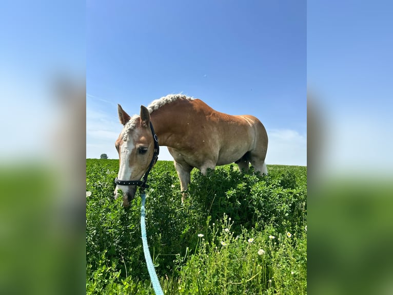 Haflinger Wallach 8 Jahre 158 cm  in Stockerau