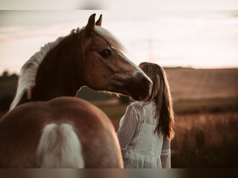 Haflinger Wallach 8 Jahre 158 cm  in Stockerau