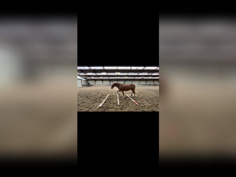 Haflinger Mix Wallach 8 Jahre 160 cm  in Breda