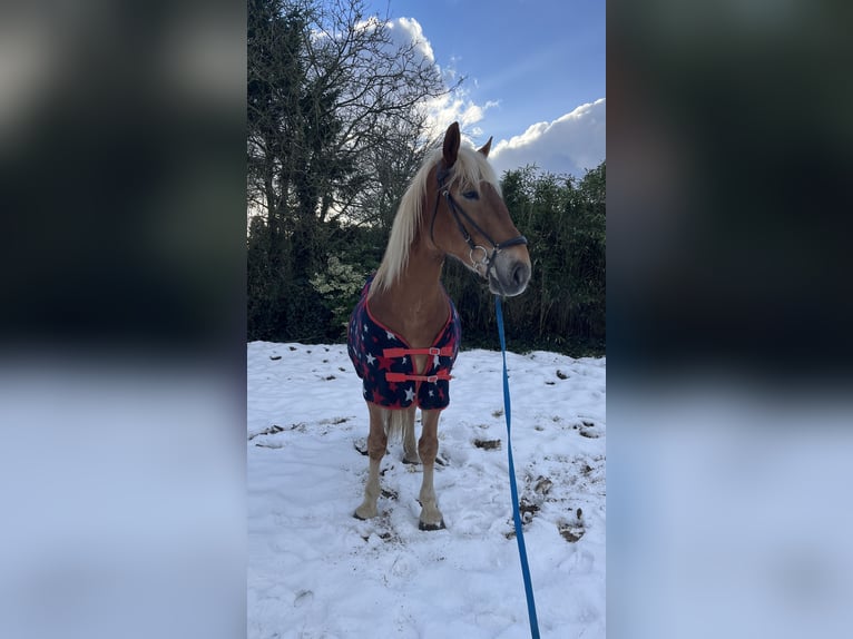 Haflinger Mix Wallach 8 Jahre 160 cm in Breda