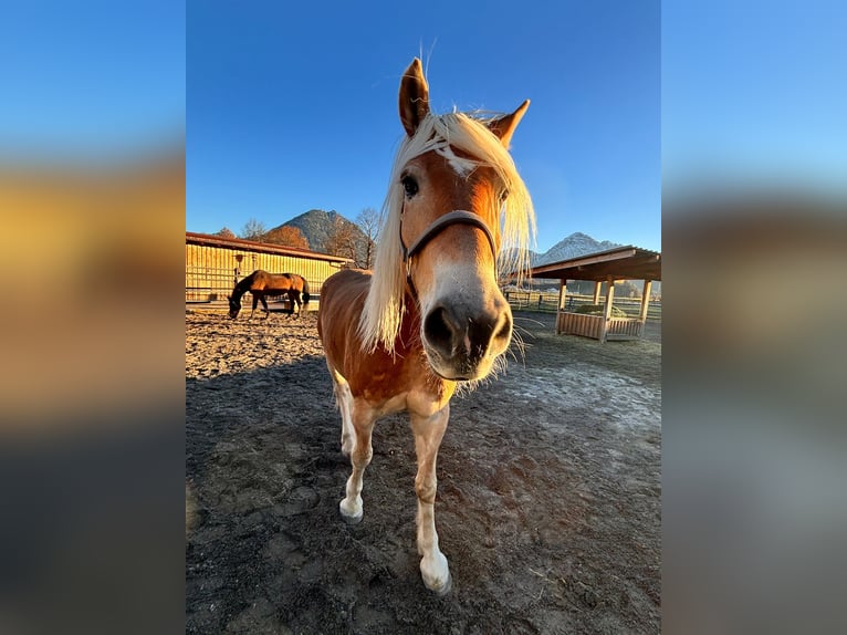 Haflinger Wallach 8 Jahre 160 cm  in Reutte