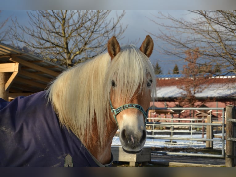 Haflinger Wallach 8 Jahre 160 cm  in Reutte