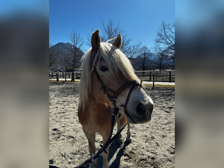 Haflinger Wallach 8 Jahre 160 cm  in Reutte