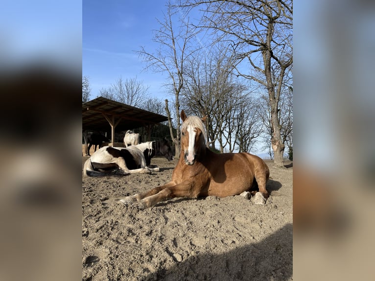 Haflinger Mix Wallach 8 Jahre 160 cm Fuchs in Oberkirch