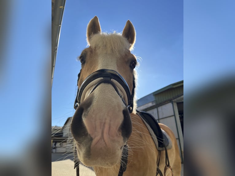 Haflinger Wallach 8 Jahre in Stockerau