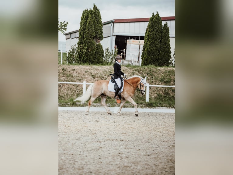 Haflinger Wallach 8 Jahre in Stockerau
