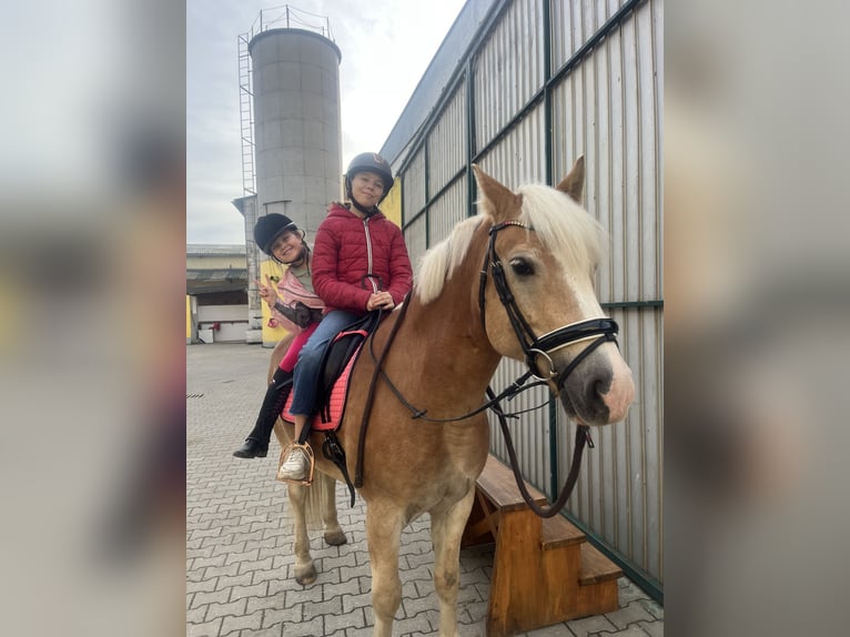 Haflinger Wallach 8 Jahre in Stockerau