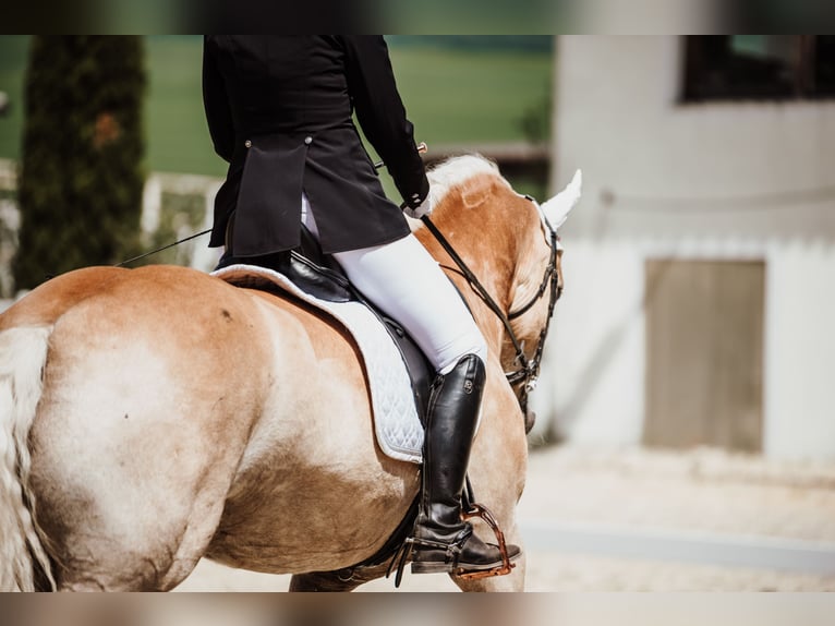 Haflinger Wallach 8 Jahre in Stockerau