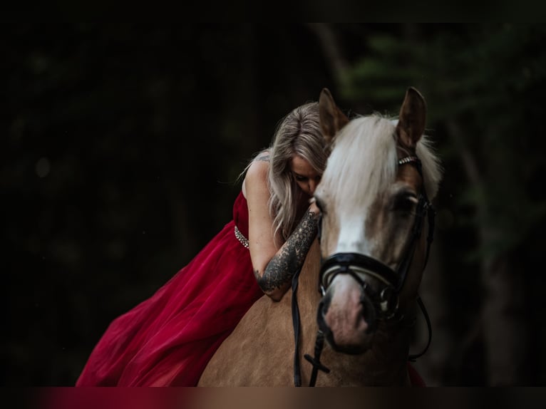 Haflinger Wallach 8 Jahre in Stockerau