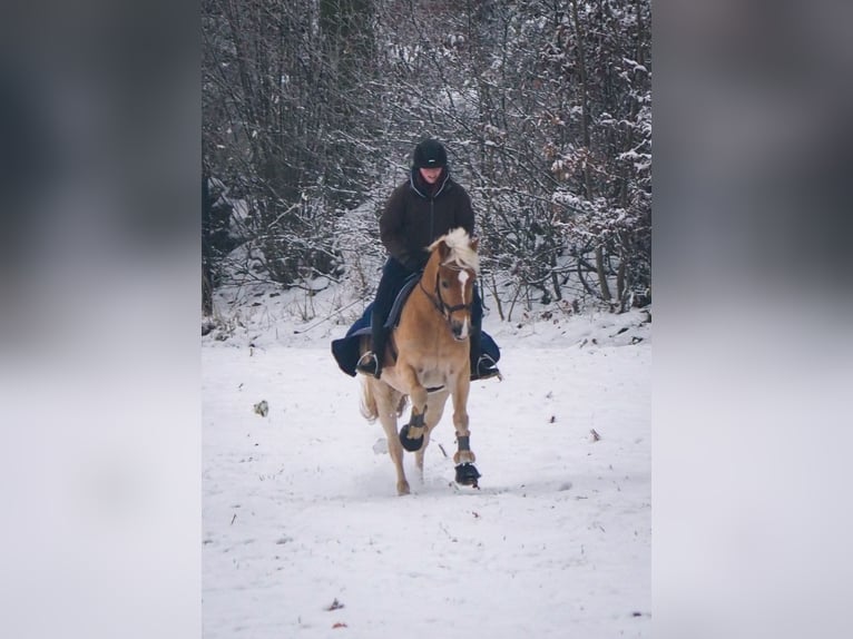 Haflinger Wallach 8 Jahre in Neritz