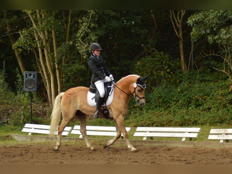 Haflinger Wallach 8 Jahre in Neritz