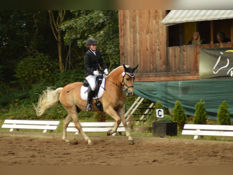 Haflinger Wallach 8 Jahre in Neritz