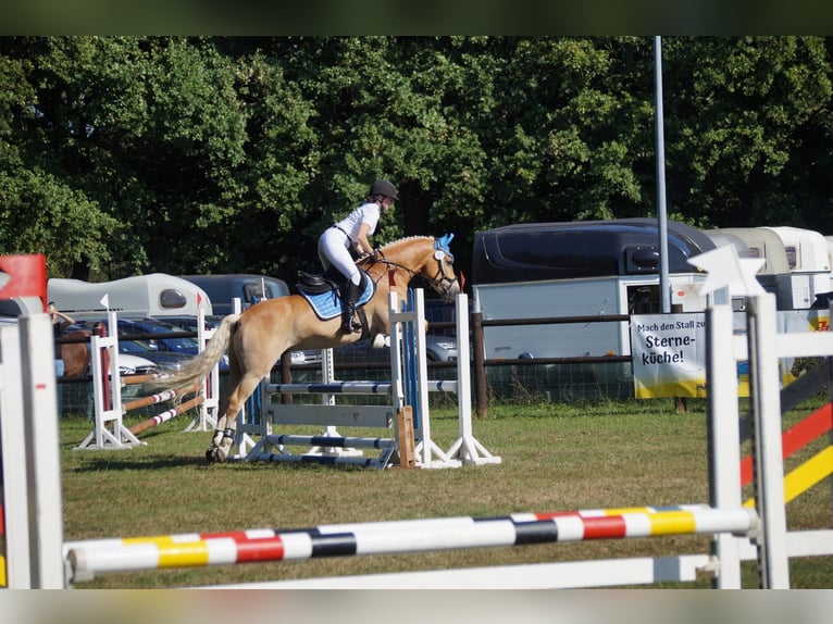 Haflinger Wallach 8 Jahre in Neritz