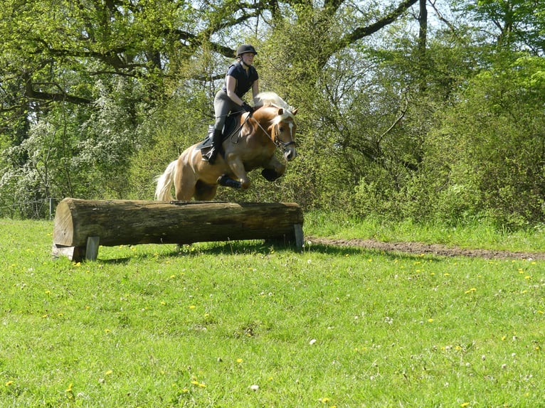 Haflinger Wallach 8 Jahre in Neritz