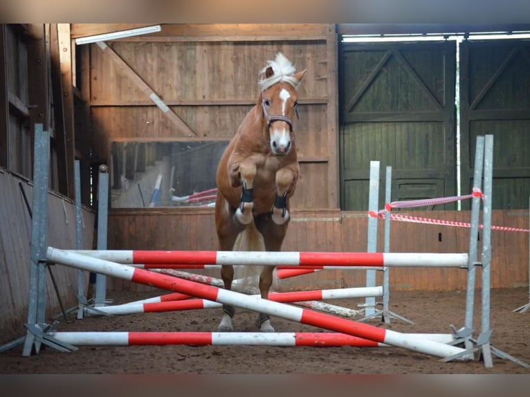 Haflinger Wallach 8 Jahre in Neritz