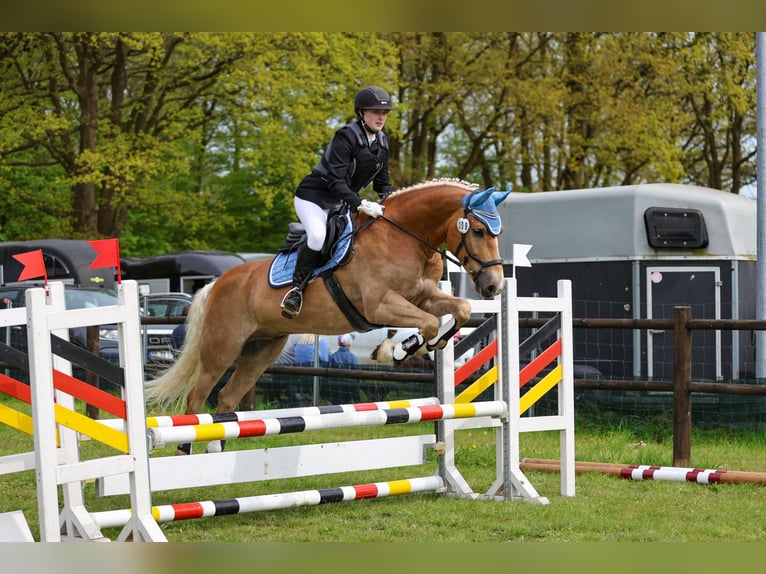 Haflinger Wallach 8 Jahre in Neritz