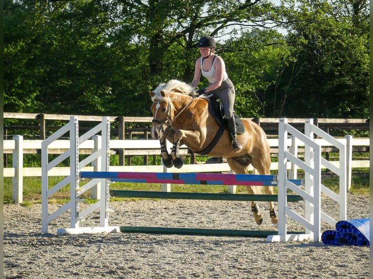 Haflinger Wallach 8 Jahre in Neritz