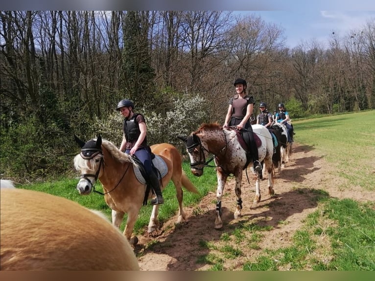 Haflinger Mix Wallach 8 Jahre in Überherrn