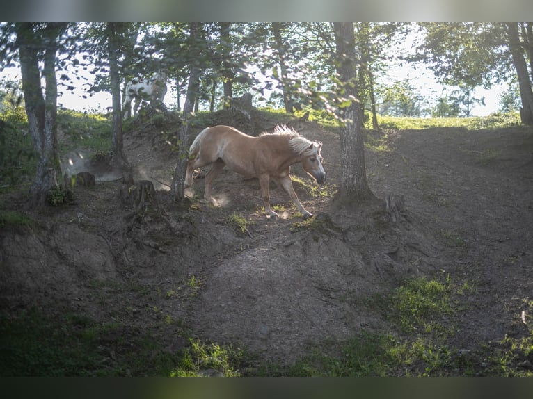 Haflinger Wallach 8 Jahre Fuchs in Altenmarkt