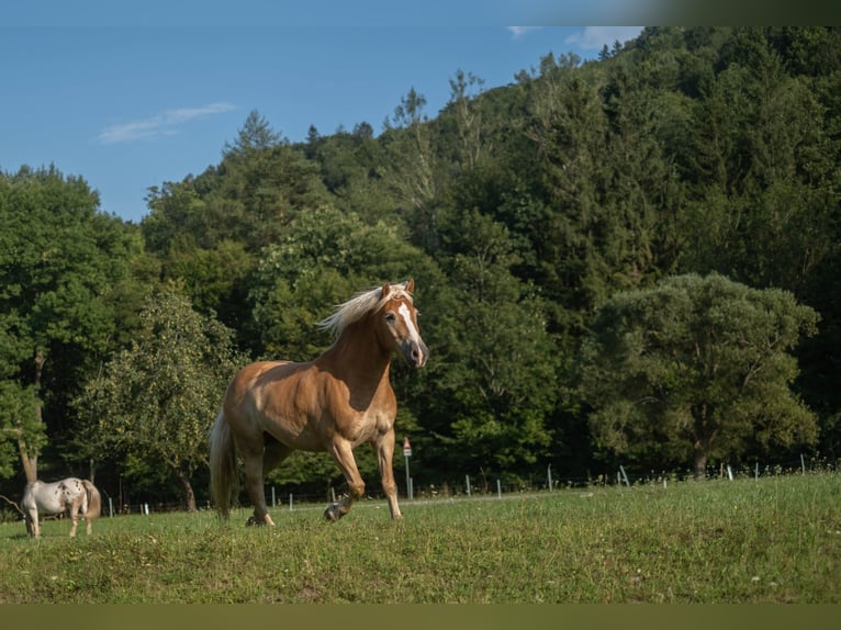 Haflinger Wallach 8 Jahre Fuchs in Altenmarkt