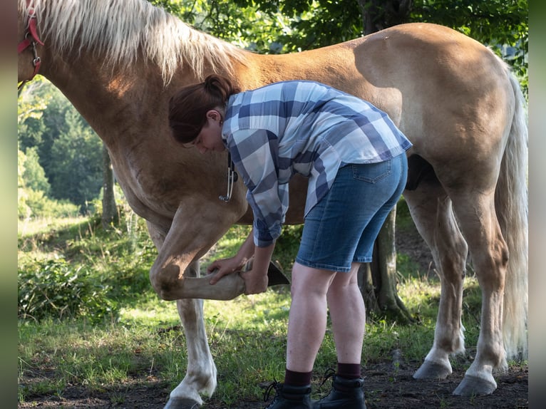 Haflinger Wallach 8 Jahre Fuchs in Altenmarkt