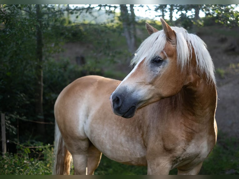 Haflinger Wallach 8 Jahre Fuchs in Altenmarkt
