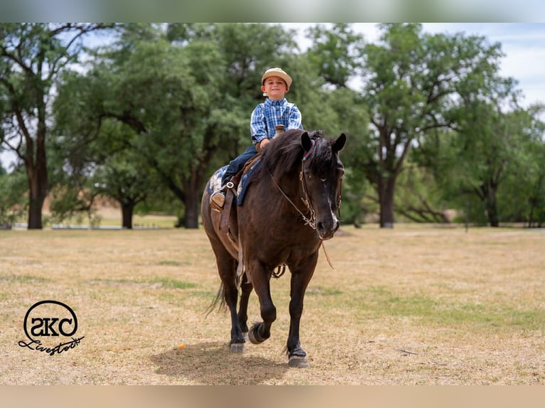 Haflinger Mix Wallach 8 Jahre Rappe in Canyon, TX