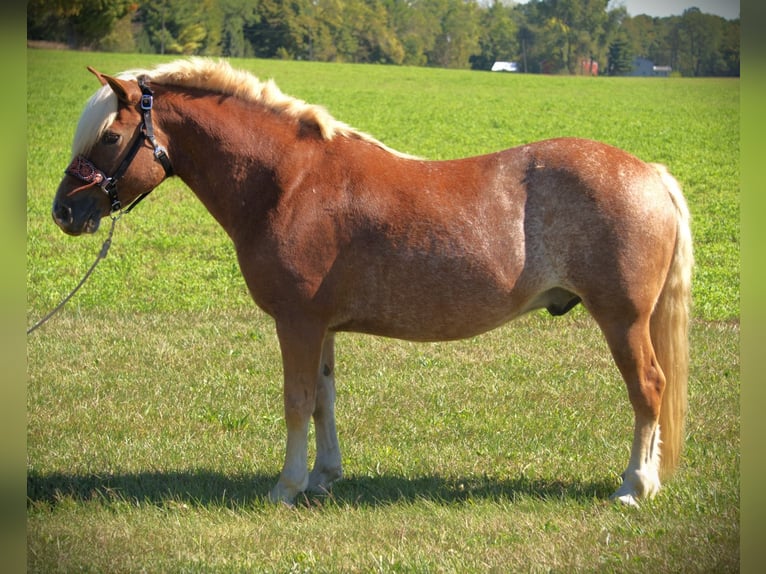 Haflinger Wallach 9 Jahre 137 cm Dunkelfuchs in Saint Joe IN