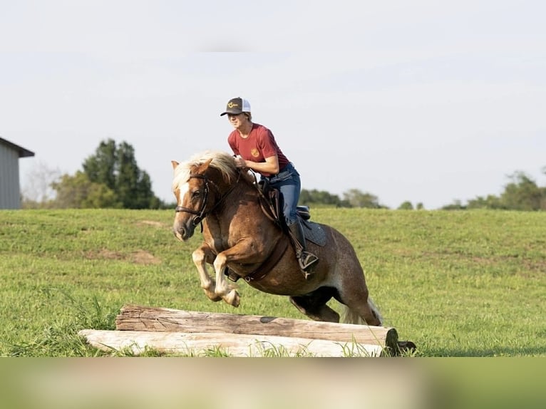 Haflinger Wallach 9 Jahre 137 cm Roan-Red in Saint Joe