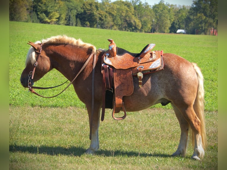 Haflinger Wallach 9 Jahre 137 cm Roan-Red in Saint Joe