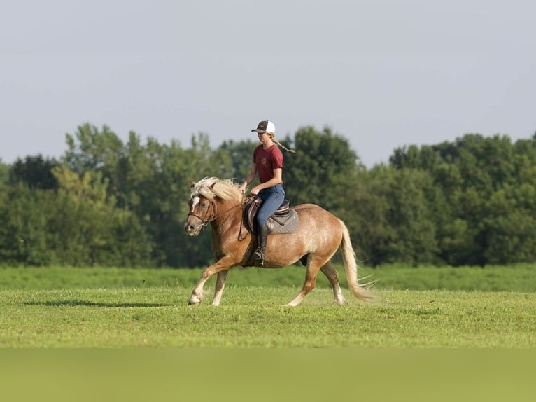 Haflinger Wallach 9 Jahre 137 cm Roan-Red in Saint Joe