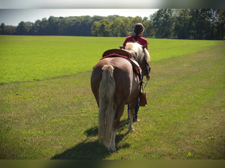 Haflinger Wallach 9 Jahre 137 cm Roan-Red in Saint Joe