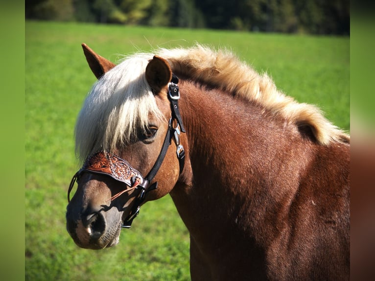 Haflinger Wallach 9 Jahre 137 cm Roan-Red in Saint Joe