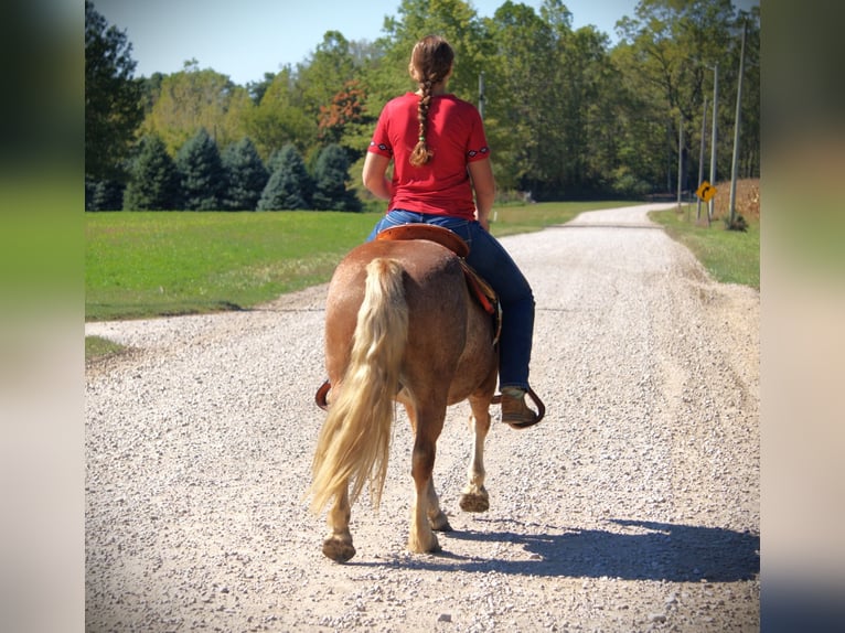Haflinger Wallach 9 Jahre 137 cm Roan-Red in Saint Joe