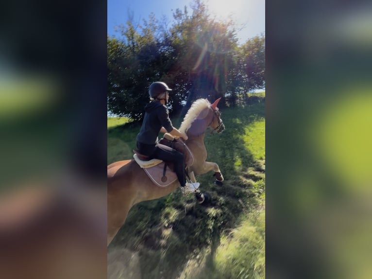 Haflinger Mix Wallach 9 Jahre 145 cm in Rattenberg