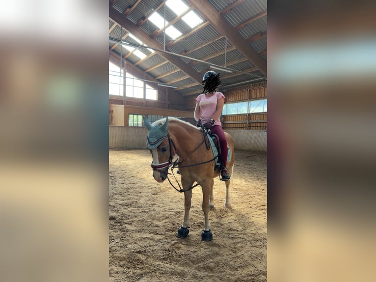 Haflinger Mix Wallach 9 Jahre 145 cm in Rattenberg