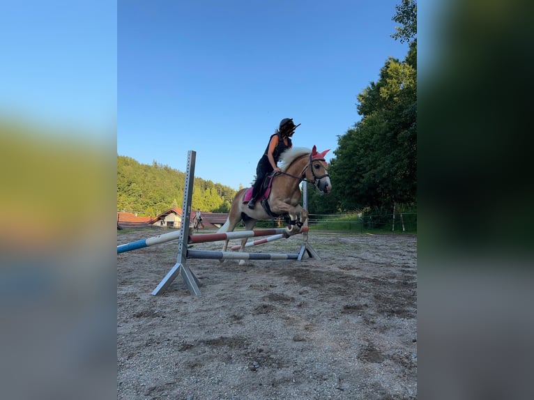 Haflinger Mix Wallach 9 Jahre 145 cm in Rattenberg