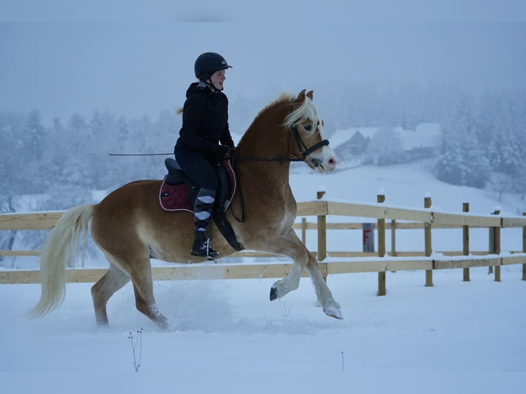 Haflinger Wallach 9 Jahre 145 cm Fuchs in Ungerdorf
