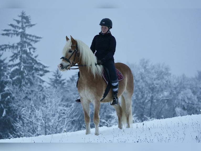 Haflinger Wallach 9 Jahre 145 cm Fuchs in Ungerdorf