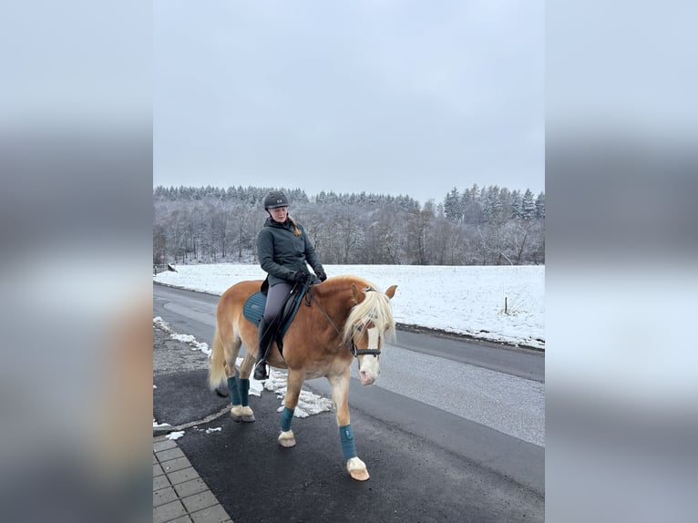 Haflinger Wallach 9 Jahre 145 cm Fuchs in Ungerdorf