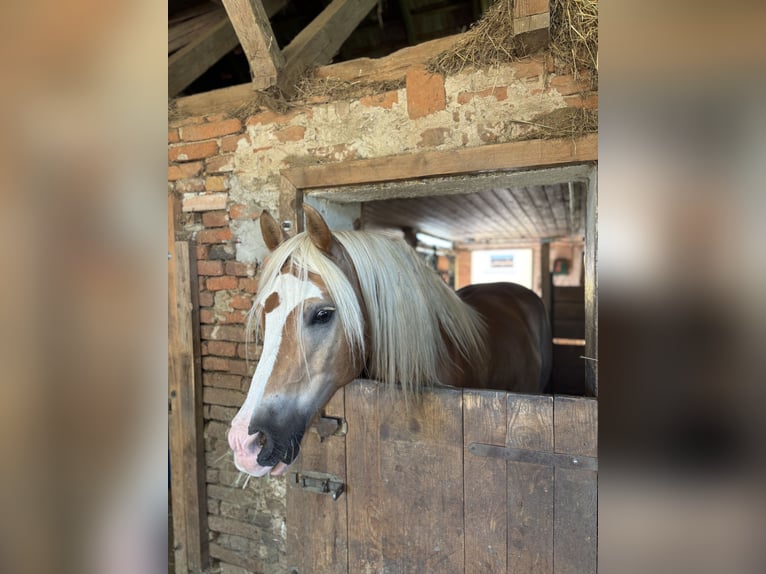 Haflinger Wallach 9 Jahre 145 cm Fuchs in Ungerdorf