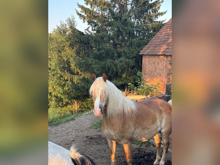 Haflinger Wallach 9 Jahre 145 cm Fuchs in Ungerdorf