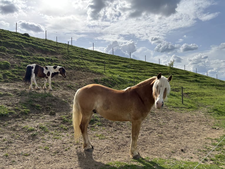 Haflinger Wallach 9 Jahre 145 cm Fuchs in Ungerdorf