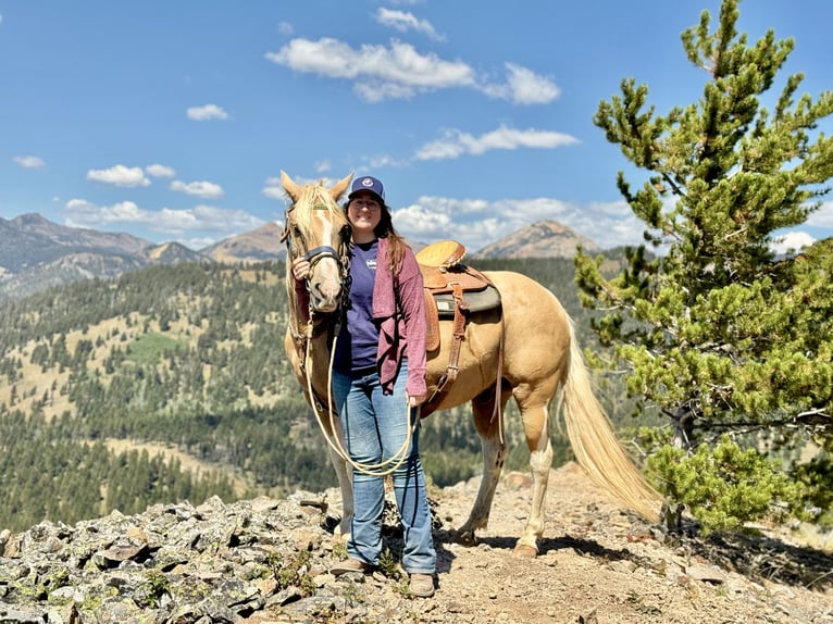 Haflinger Mix Wallach 9 Jahre 145 cm Palomino in River Falls