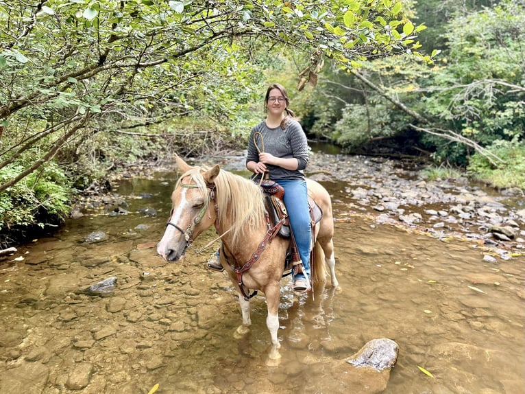 Haflinger Mix Wallach 9 Jahre 145 cm Palomino in River Falls